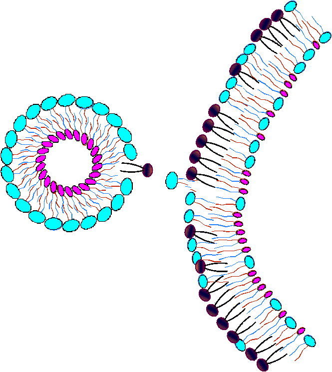 Exchanged molecules are repositioned.