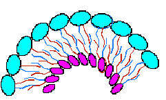 liposome formation