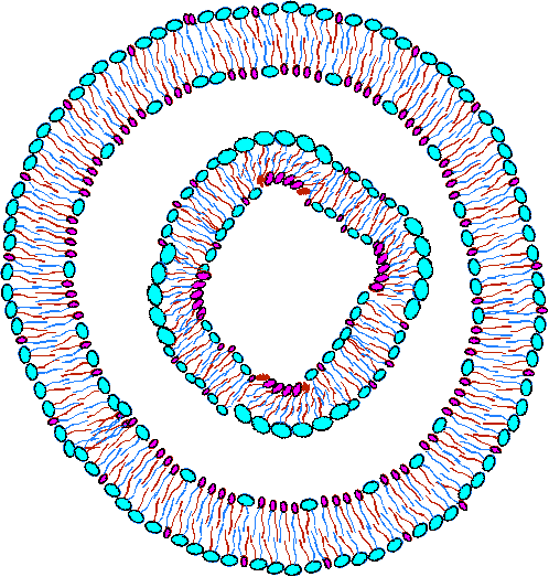 Liposome can be large and multi-layered.