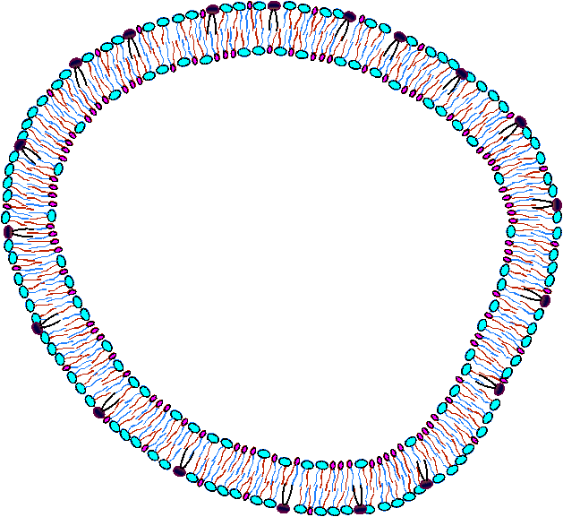 Middle-Aged Cell Membrane