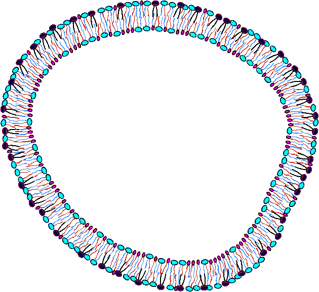 Old Cell Membrane