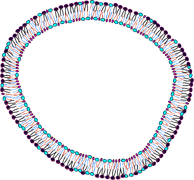 Extremely-Aged Cell Membrane