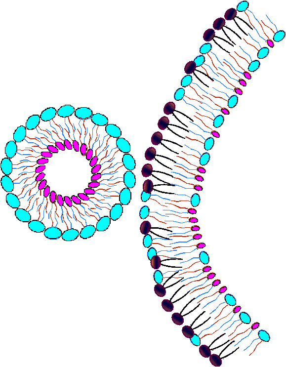 Fresh Nanosome(TM) approaching an old cell membrane.