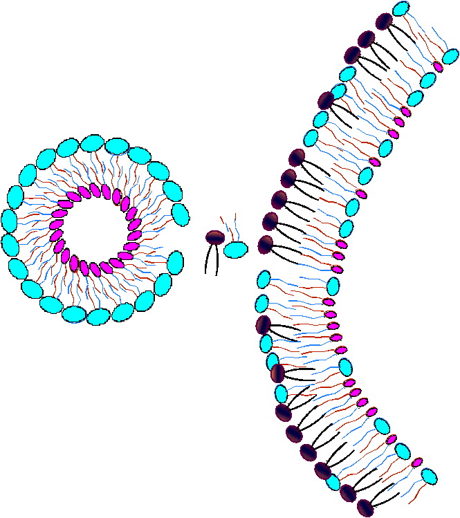Sphingomyelin and Phosphatidylcholine exchanging places.