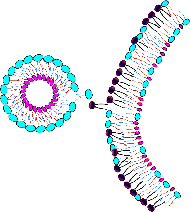 Nanosome(TM) and aging cell membrane moving toward a new equilibrium.
