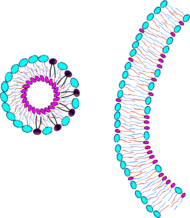 Application of Nanosomin Serum creates an environment in which Nanosomes are available.