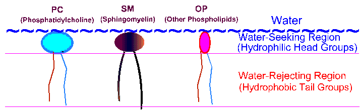 Phospholipids are the building blocks of cell membranes and liposomes.